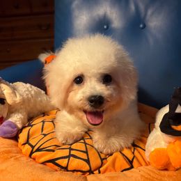 Blue Berry - White male Bichon Frise puppy in Chatham, Illinois from Whitecreek