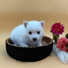 Love - White female American Eskimo Dog puppy in Valrico, Florida from Shadow Kennels