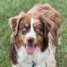 Australian Shepherds, Miniature American Shepherds, and Miniature Australian Shepherds from Cypress Grove Aussie