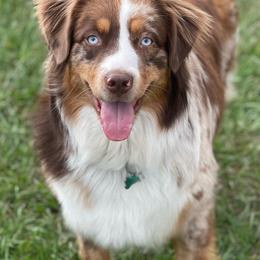 Australian Shepherds, Miniature American Shepherds, and Miniature Australian Shepherds from Cypress Grove Aussie