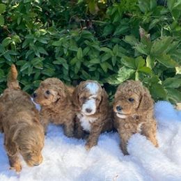 Goldendoodles from Bevans Goldendoodles