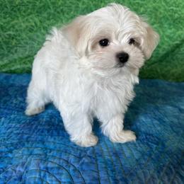 Blue playful charting to be 5.5 pounds - White and tan male Maltese puppy in Davis, Oklahoma from Cozy Maltese