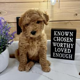 Goldendoodle Puppies from Jeremy Dafoe