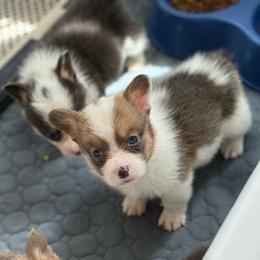 Clover Bluie Sable - Sable male Pembroke Welsh Corgi puppy in Aberdeen, Washington from Coastal country Farms