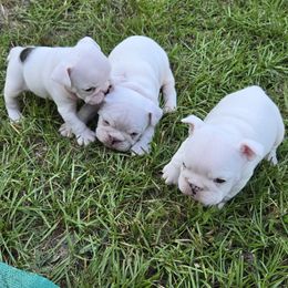 Bulldog Puppies from Chief Bulldogs