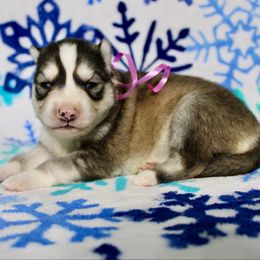Flora(S6) - Gray and white female Siberian Husky puppy in Lunenburg, Vermont from SNOW WOOLY HUSKY