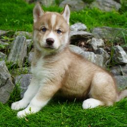 Wilder - Red and white male Siberian Husky puppy in Wiscasset, Maine from Running with Huskies
