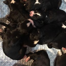 Bernedoodle Puppies from Flat Creek Bernedoodles