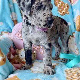 Tulip - Merle female Great Dane puppy in Fitzwilliam, New Hampshire from Split Rock Danes