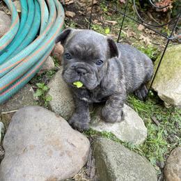 French Bulldog Puppies from Smalltown Frenchies