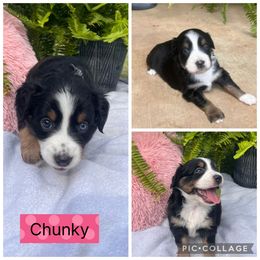 Australian Shepherd Puppies from B&M Kennels