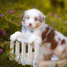Canyon - Red merle male Australian Shepherd puppy in Georgetown, Texas from River Reign Australian Shepherds