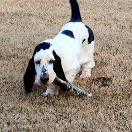 Basset Hound Puppies from Double Branch Basset Hounds