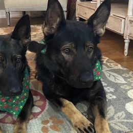 German Shepherds from Kennel z Aksamit