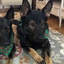 German Shepherds from Kennel z Aksamit