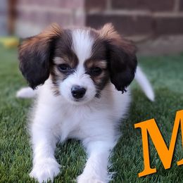 Papillon Puppies from Enchanting Papillons
