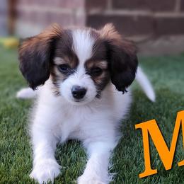 Papillon Puppies from Enchanting Papillons
