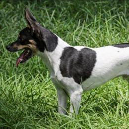 Skuggi - Rat Terrier