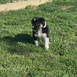 Boy 1 - Tri-color male Border Collie puppy in Wakeman, Ohio from Sandstone Ridge Kennels