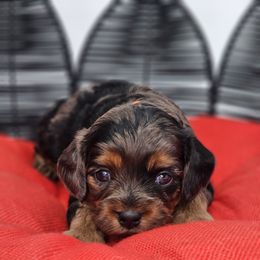 Mr Orange - Merle male Cavapoo puppy in Georgetown, Texas from Mc Doodles of Texas LLC