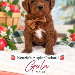 Gala - Red  male Goldendoodle puppy in Norcross, Georgia from Teddy Puppies
