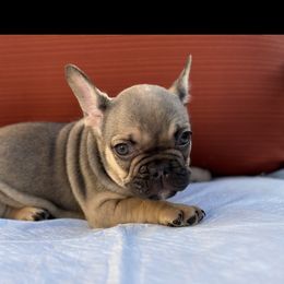 Sarah - French Bulldog puppy in San Francisco, California from Bossalini French Bulldogs