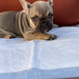 Sarah - French Bulldog puppy in San Francisco, California from Bossalini French Bulldogs