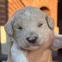 Zircon - Cream male Goldendoodle puppy in Philadelphia, Pennsylvania from Jah’s Retrievers