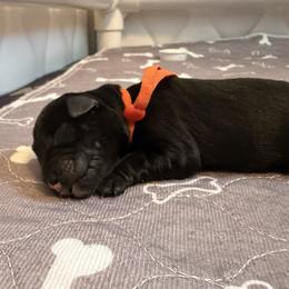 Orange 'Evelyn' - Black female Schnoodle puppy in Saint Augustine, Florida from Gunnie Luv, LLC