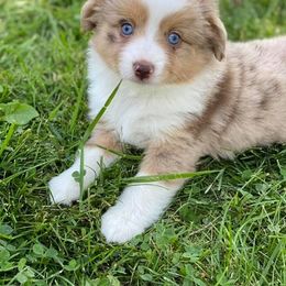 Miniature Australian Shepherds from Driskill’s Broken Apur Toy-Mini Aussies