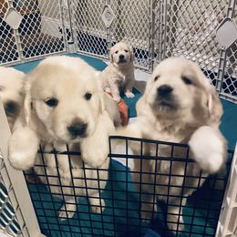 Golden Retriever Puppies from Valiant Goldens