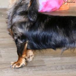 Australian Cattle Dogs and Dachshunds from Double S Kennel