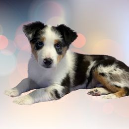 Cagney - Blue merle Miniature Australian Shepherd puppy in Austin, Texas from Mini Aussie Finery