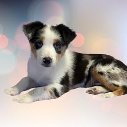 Cagney - Blue merle Miniature Australian Shepherd puppy in Austin, Texas from Mini Aussie Finery
