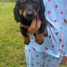 Diva (AKC) - Black and tan female Dachshund puppy in Mansfield, Missouri from Owens Farm