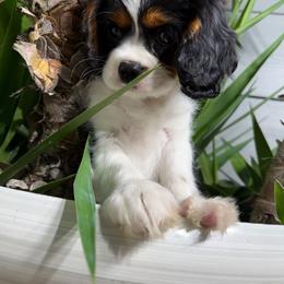 Dolce - Tri-color female Cavalier King Charles Spaniel puppy in Encinitas, California from Diamond Cavaliers