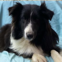 Paisley - Shetland Sheepdog