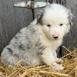 Sadie - Blue merle female Australian Shepherd puppy in Stanford, Kentucky from Red Feather Aussies