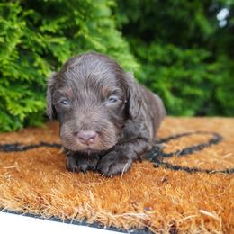 Girl 2 - Brown female Cockapoo puppy in Shipshewana, Indiana from Home Raised Cockapoos