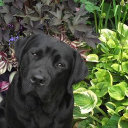 Labrador Retriever Puppies from pinecrest kennels