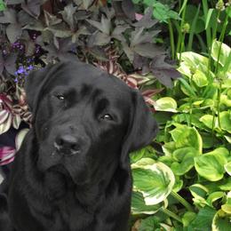 Labrador Retriever Puppies from pinecrest kennels