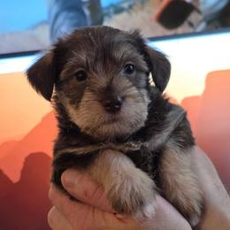 Opal - Liver female Miniature Schnauzer puppy in Fredericksburg, Virginia from Liver Legends