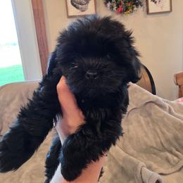 Baby girl green - Black and white female Shorkie puppy in Chipley, Florida from Relentless Homestead