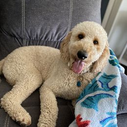 Maggie - Goldendoodle