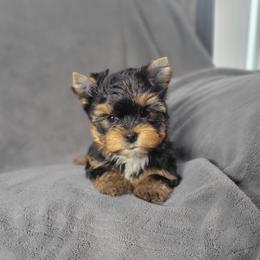 Stud - Black and gold male Yorkshire Terrier puppy in Middleton, Idaho from Rocky Mountain Yorkies