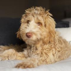 Grace - Australian Cobberdog