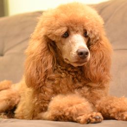 Honey - Poodle