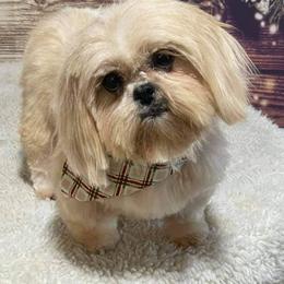 Dutchess - Shih Tzu