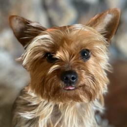Lulu - Yorkshire Terrier
