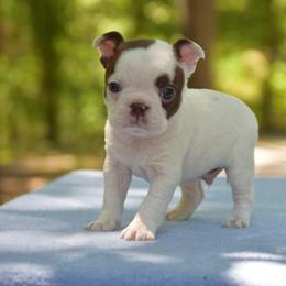 Curtis - Red male Boston Terrier puppy in Conyers, Georgia from Dixe Hill Dogs